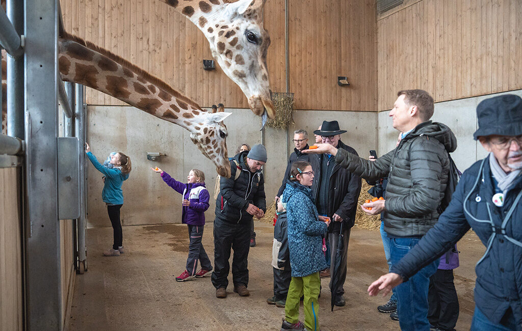 Fütterung Giraffen Kinder mit seltenen Krankheiten www.kmsk.ch