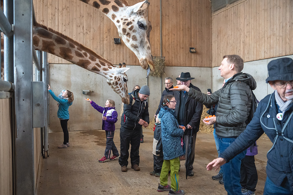 Fütterung Giraffen Kinder mit seltenen Krankheiten www.kmsk.ch